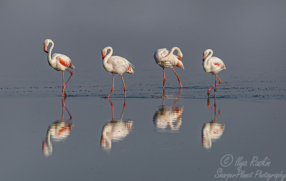 283 Greater flamingos (Phoenicopterus roseus) - Kenya