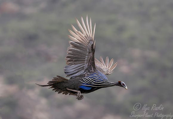 282 Vulturine guineafowl (Acryllium vulturinum) - Kenya