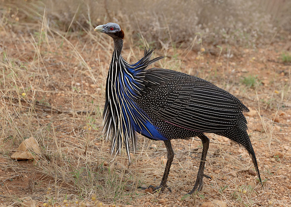 280 Vulturine guineafowl (Acryllium vulturinum) - Kenya
