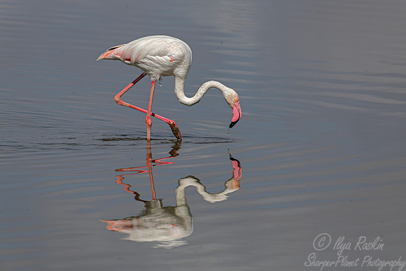 285 Greater flamingos (Phoenicopterus roseus) - Kenya