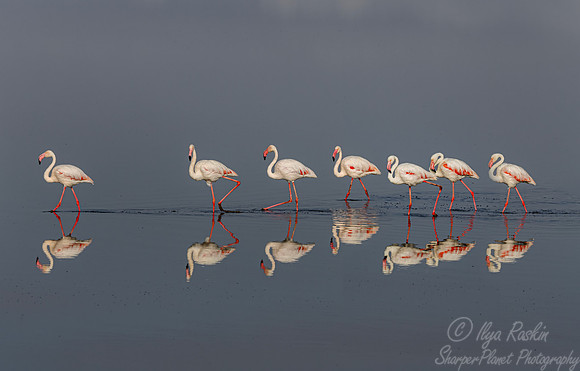 284 Greater flamingos (Phoenicopterus roseus) - Kenya