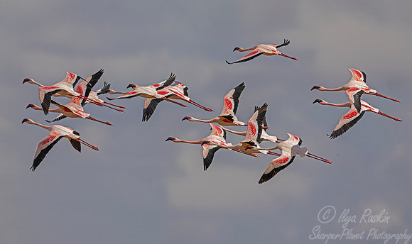 286 Greater flamingos (Phoenicopterus roseus) - Kenya