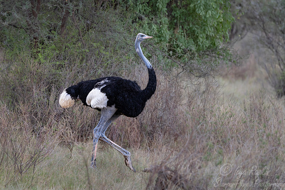 287 Somali ostrich (Struthio molybdophanes) - Kenya