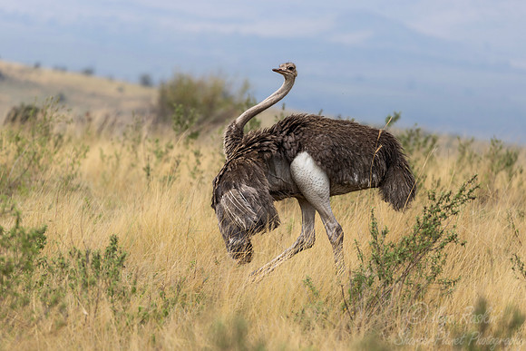 288 Common ostrich (Struthio camelus) - Kenya