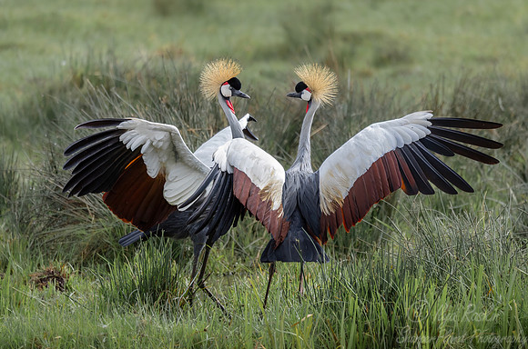 091 Gray crowned cranes (Balearica regulorum) - Kenya