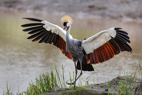 092 Gray crowned crane (Balearica regulorum) - Kenya
