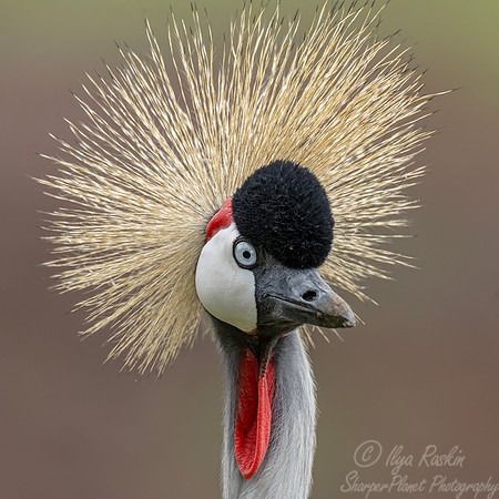 094 Cray crowned crane (Balearica regulorum) - Kenya