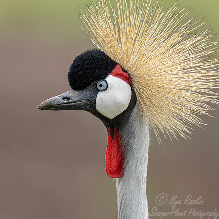 095 Cray crowned crane (Balearica regulorum) - Kenya