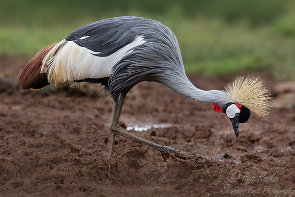 093 Gray crowned crane (Balearica regulorum) - Kenya