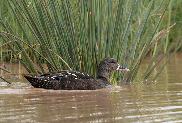 471 African black Duck (Anas sparsa) - Kenya