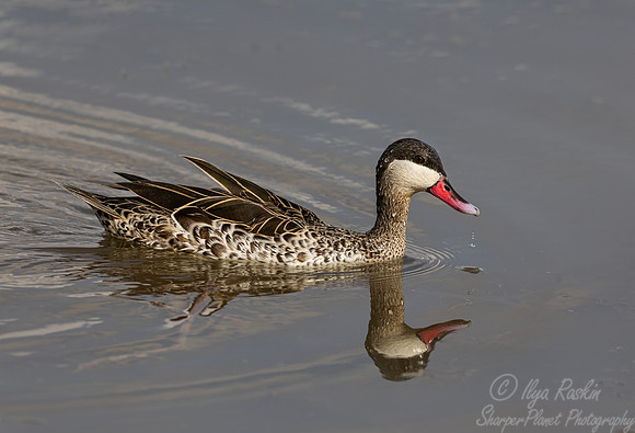 472 Red-billed teal (Anas erythrorhyncha)