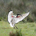 172 African Sacred Ibis (Threskiornis aethiopicus) - Kenya