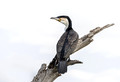 173 White-breasted Cormorant (Phalacrocorax carbo lucidus) - Kenya