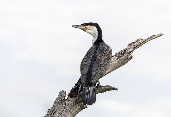 173 White-breasted Cormorant (Phalacrocorax carbo lucidus) - Kenya