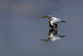 177 Great white pelican (Pelecanus onocrotalus) - Kenya