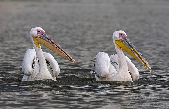 180 Great white pelican (Pelecanus onocrotalus) - Kenya