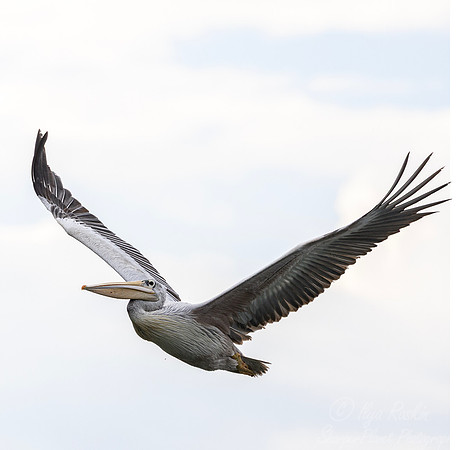 178 Great white pelican (Pelecanus onocrotalus) - Kenya