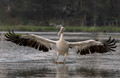 179 Great white pelican (Pelecanus onocrotalus) - Kenya