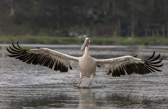 179 Great white pelican (Pelecanus onocrotalus) - Kenya