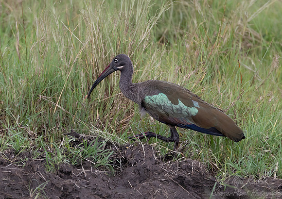 171 Hadada ibis (Bostrychia hagedash) - Kenya