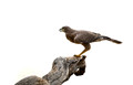 432 Dark Chanting Goshawk (Melierax metabates) - Kenya