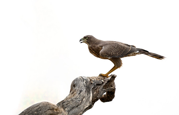 432 Dark Chanting Goshawk (Melierax metabates) - Kenya