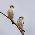 433 African pygmy falcons (Polihierax semitorquatus) - Kenya