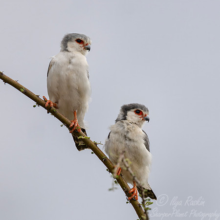 433 African pygmy falcons (Polihierax semitorquatus) - Kenya