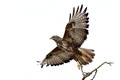 430 Common buzzard (Buteo buteo).