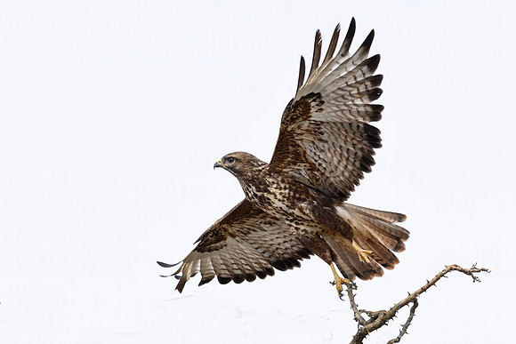 430 Common buzzard (Buteo buteo).