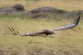 434 Martial Eagle (Polemaetus bellicosus) - Kenya
