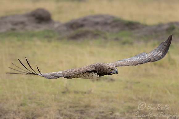 434 Martial Eagle (Polemaetus bellicosus) - Kenya