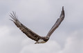 435 Martial Eagle (Polemaetus bellicosus) - Kenya