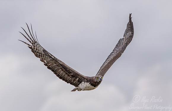 435 Martial Eagle (Polemaetus bellicosus) - Kenya