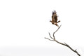 429 Tawny Eagle (Aquila rapax) - Kenya