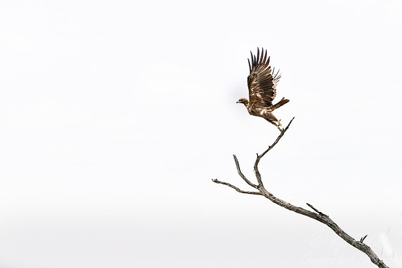 429 Tawny Eagle (Aquila rapax) - Kenya