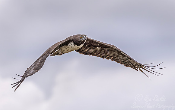 436 Martial Eagle (Polemaetus bellicosus) - Kenya