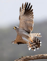 431 Eastern chanting goshawk (Melierax poliopterus) - Kenya
