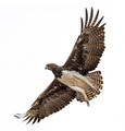 437 Martial Eagle (Polemaetus bellicosus) - Kenya