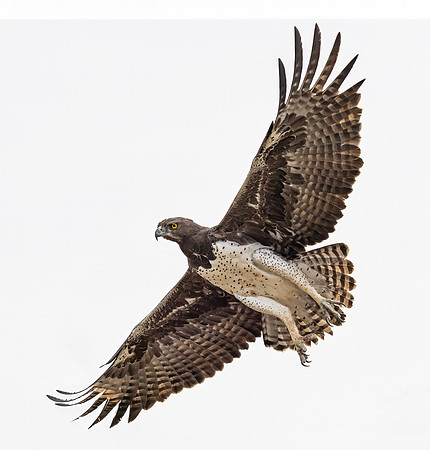 437 Martial Eagle (Polemaetus bellicosus) - Kenya
