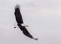 443 African fish eagle (Icthyophaga vocifer) - Kenya