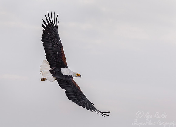 443 African fish eagle (Icthyophaga vocifer) - Kenya