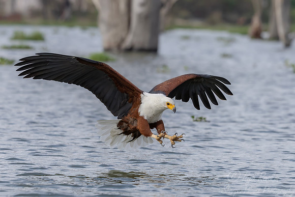 442 African fish eagle (Icthyophaga vocifer) - Kenya-2