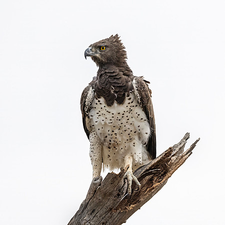 441 Martial Eagle (Polemaetus bellicosus) - Kenya