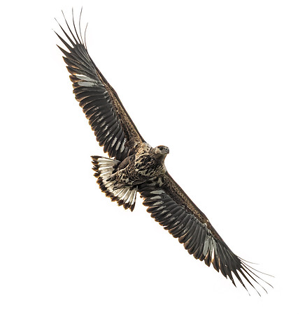 444 African fish eagle (Icthyophaga vocifer) - Kenya