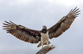 440 Martial Eagle (Polemaetus bellicosus) - Kenya