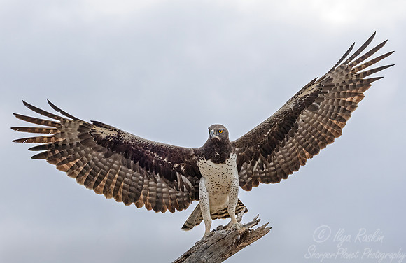 440 Martial Eagle (Polemaetus bellicosus) - Kenya