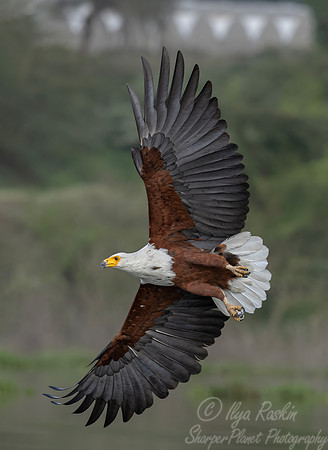 445 African fish eagle (Icthyophaga vocifer) - Kenya