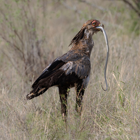 447 Secretary bird (Sagittarius serpentarius) - Kenya