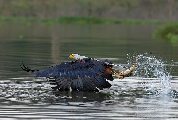 446 African fish eagle (Icthyophaga vocifer) - Kenya-2